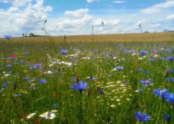 Fischstuebchen Neeberg 4 - Schwalbennest * Krummin