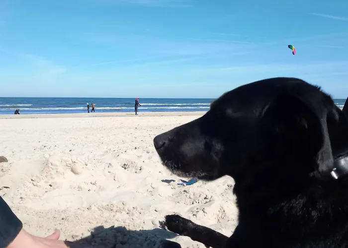Dom wakacyjny Fischstuebchen Neeberg 4 - Schwalbennest Krummin